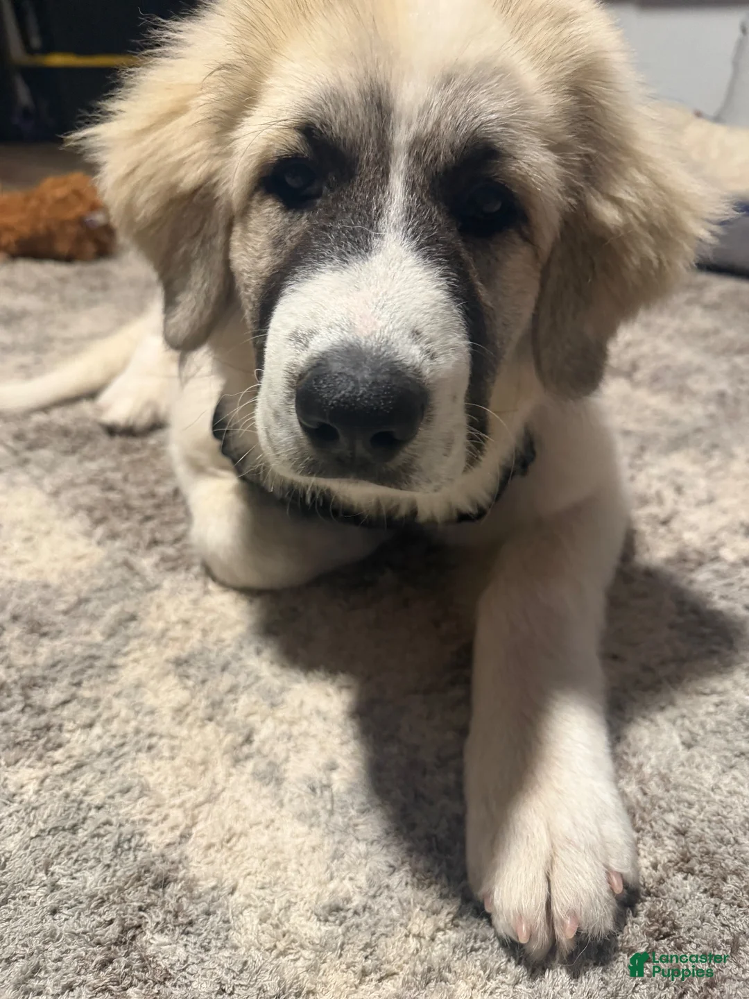 Great Pyrenees dogs for sale: Great Pyrenees 1 - Ad 7