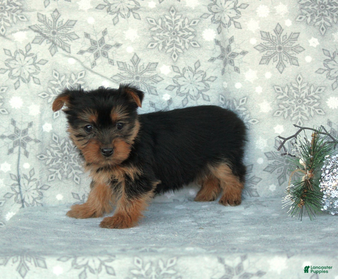 Yorkshire Terrier dogs for sale: Taffy - Ad 2