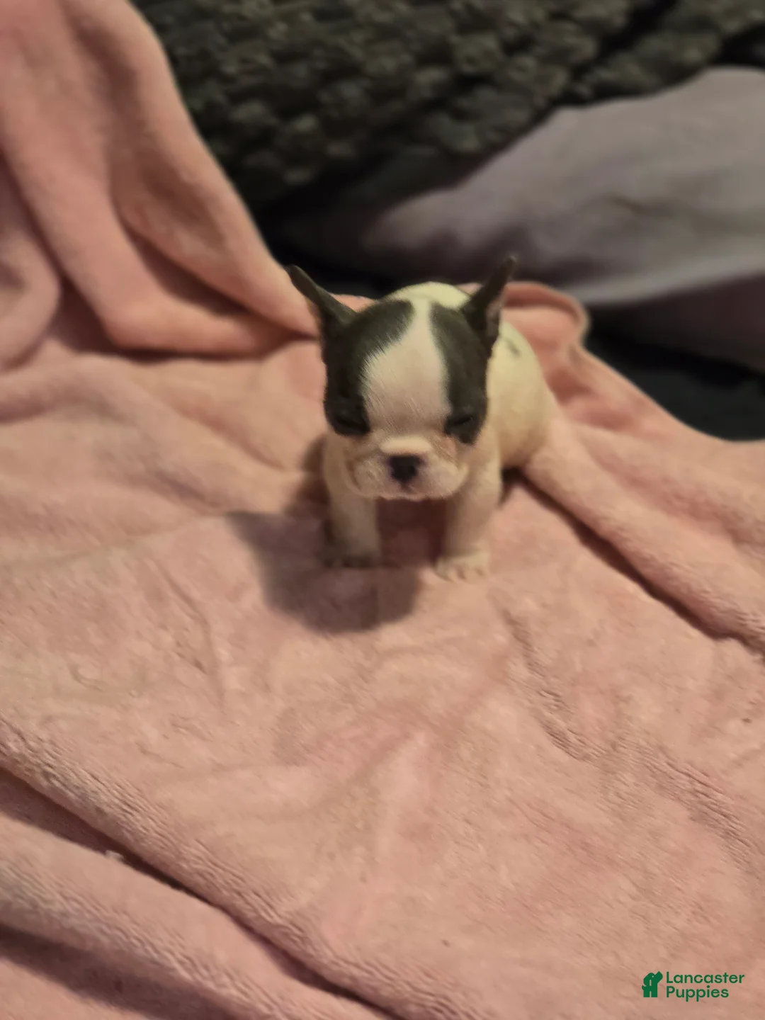 French Bulldog dogs for sale: French Bulldog Puppy 4 - Ad 2