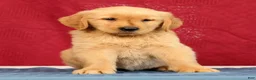 Golden Retriever dogs for sale: Ben - Ad 6