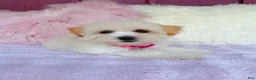Maltipoo dogs for sale: 🩷 Pinky 🩷 - Ad 4