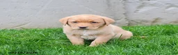 Labrador Retriever dogs for sale: Eliza  - Ad 3