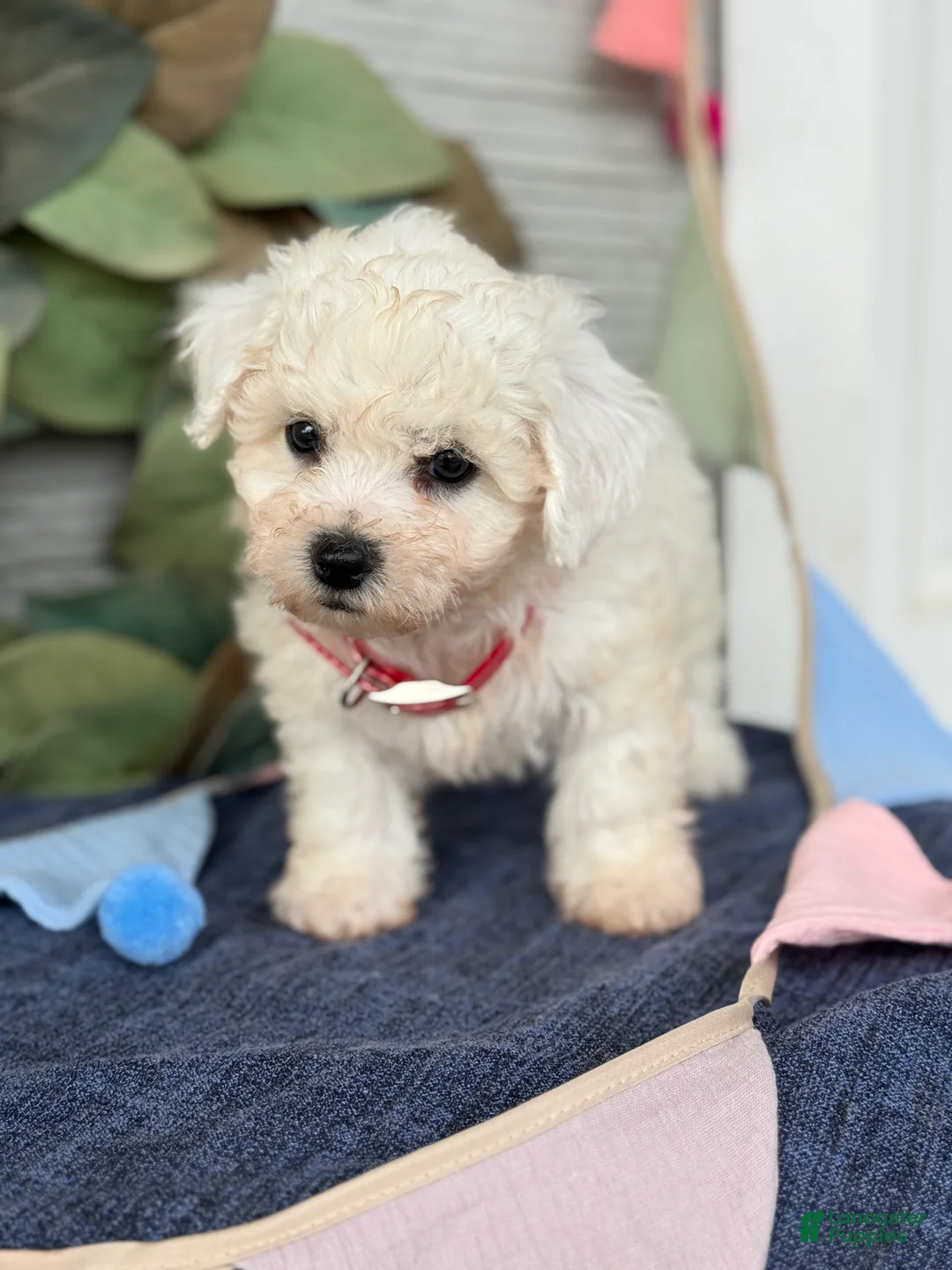 Bichon Frise dogs for sale: Elsie - Ad 1