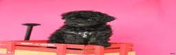 Toy Poodle dogs for sale: Ada - Ad 4