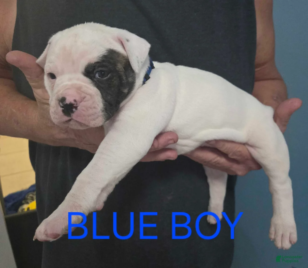 American Bulldog dogs for sale: Blue Boy - Ad 2