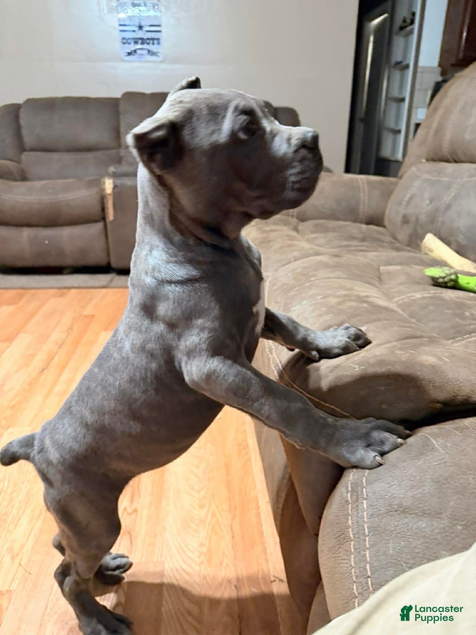 Cane Corso dogs for sale: Pink - Ad 2