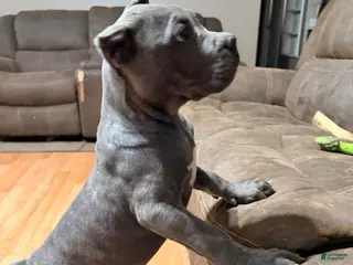 Cane Corso dogs for sale: Pink - Ad 2