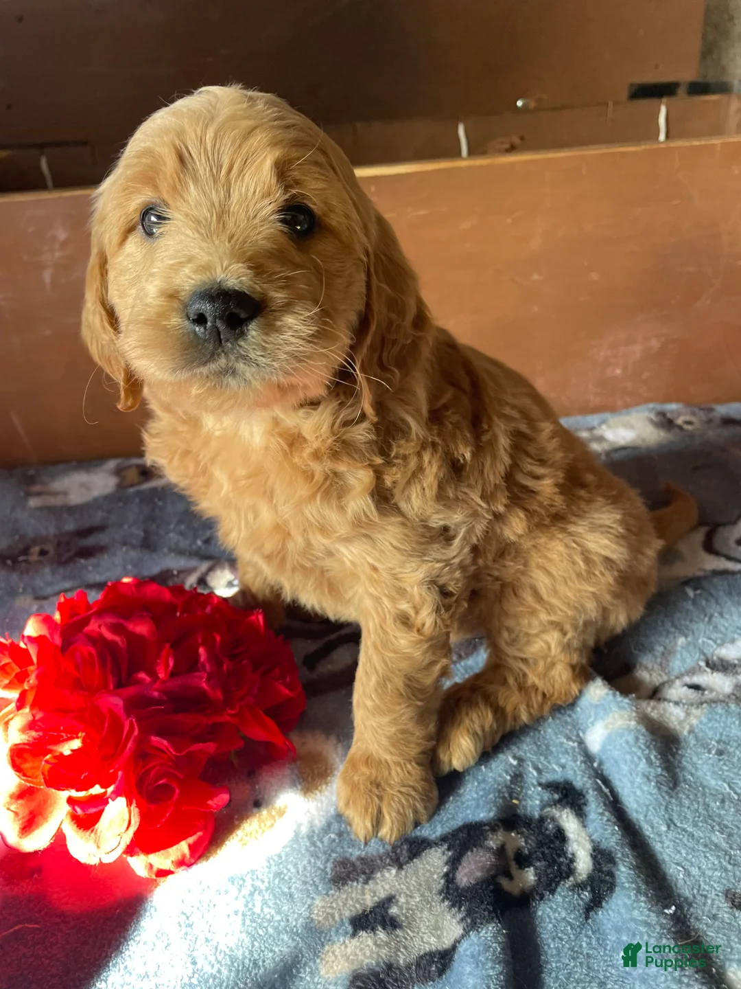 Mini Goldendoodle dogs for sale: Wrigley - Ad 1