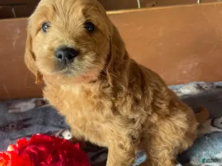 Mini Goldendoodle dogs Wrigley - Ad 34