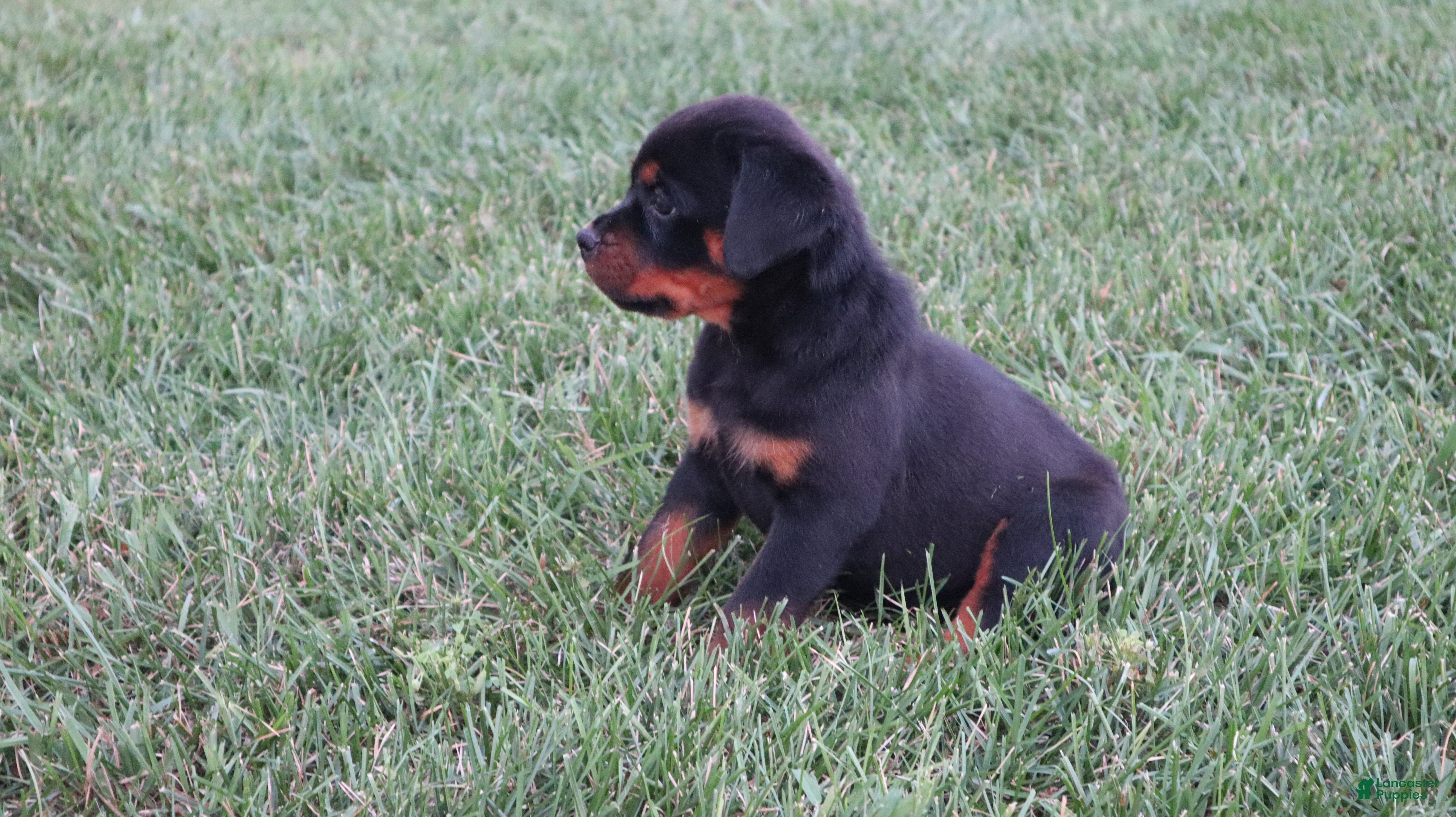 Rottweiler dogs Bell - Ad 1