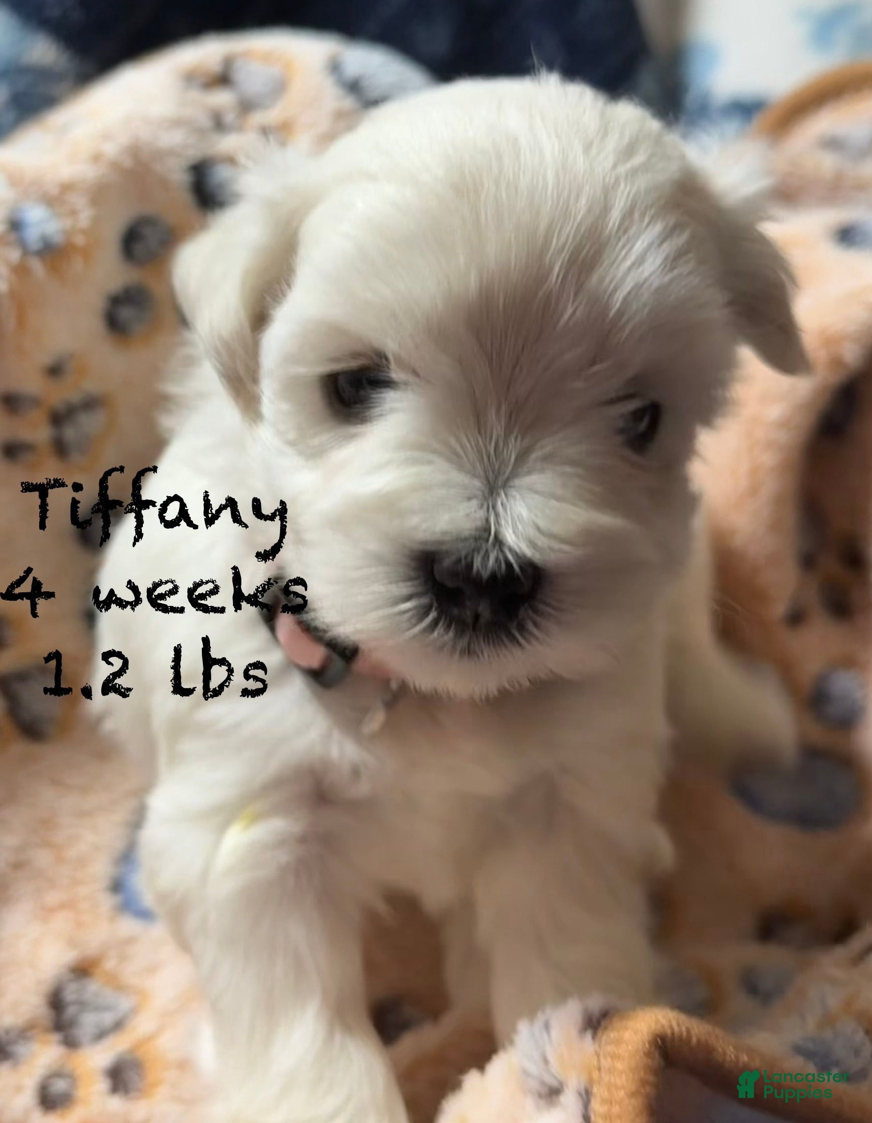 Miniature Schnauzer dogs Tiffany - Ad 26