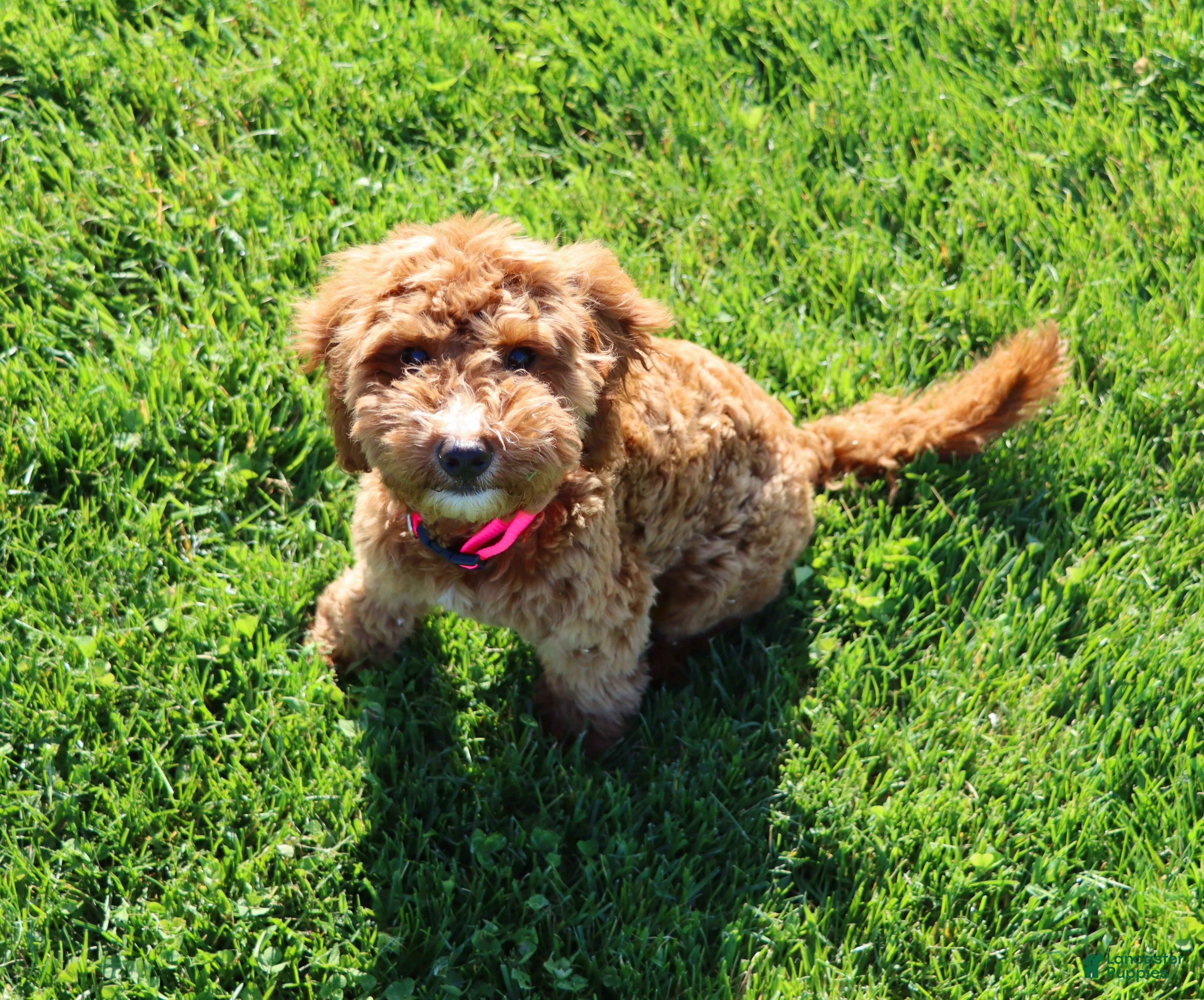 Mini Goldendoodle dogs Willow 🌷 GeneticCP-BasicTraining - Ad 1