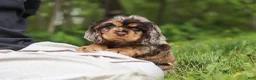 Cocker Spaniel dogs for sale: Asher - Ad 7