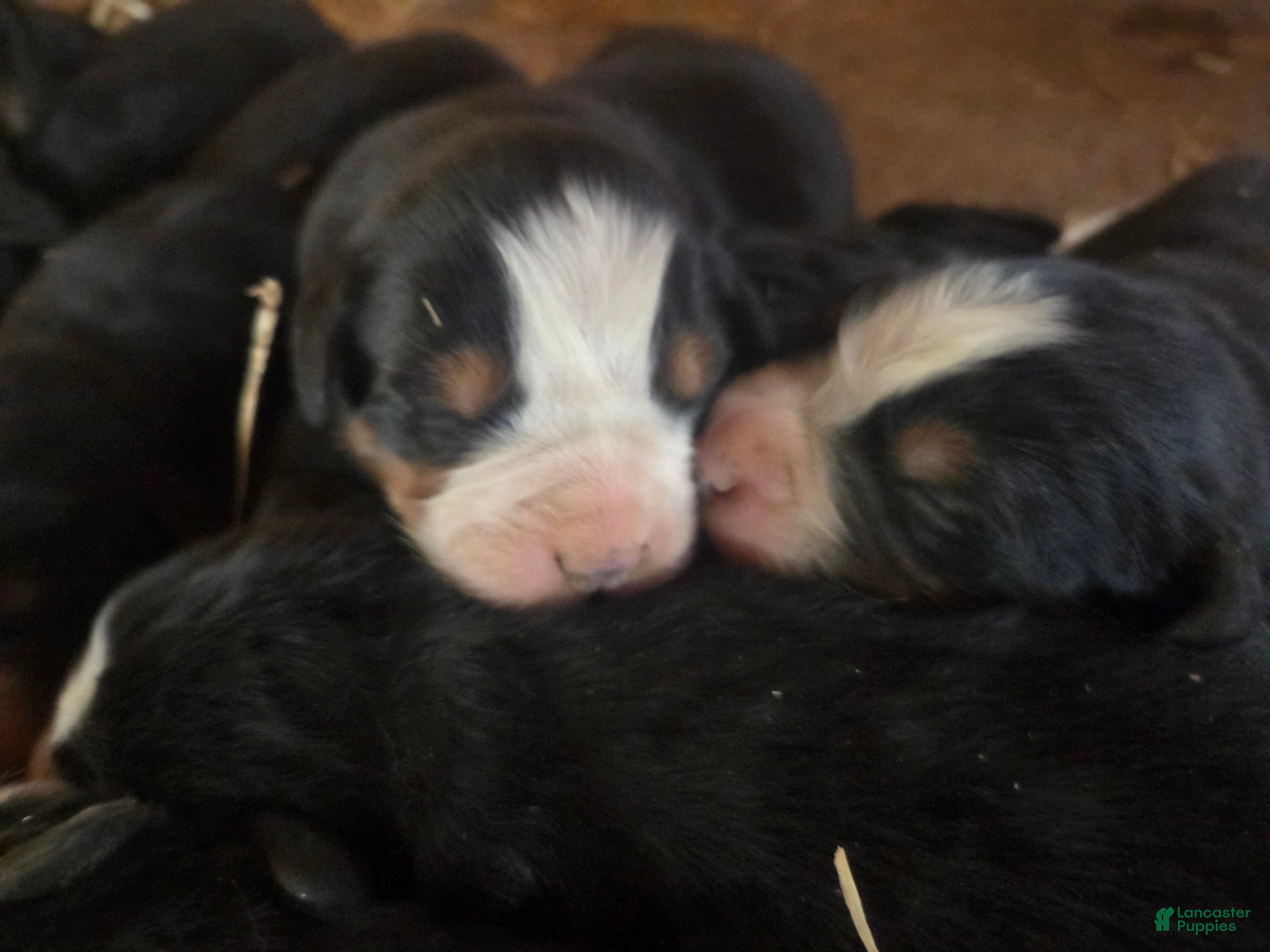 Bernese Mountain Dog dogs Bernese Mountain Dog Puppy 1 - Ad 2