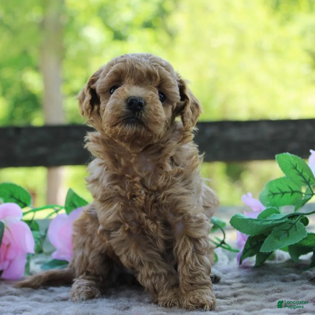 Toy Poodle dogs for sale: Tulip - Ad 3
