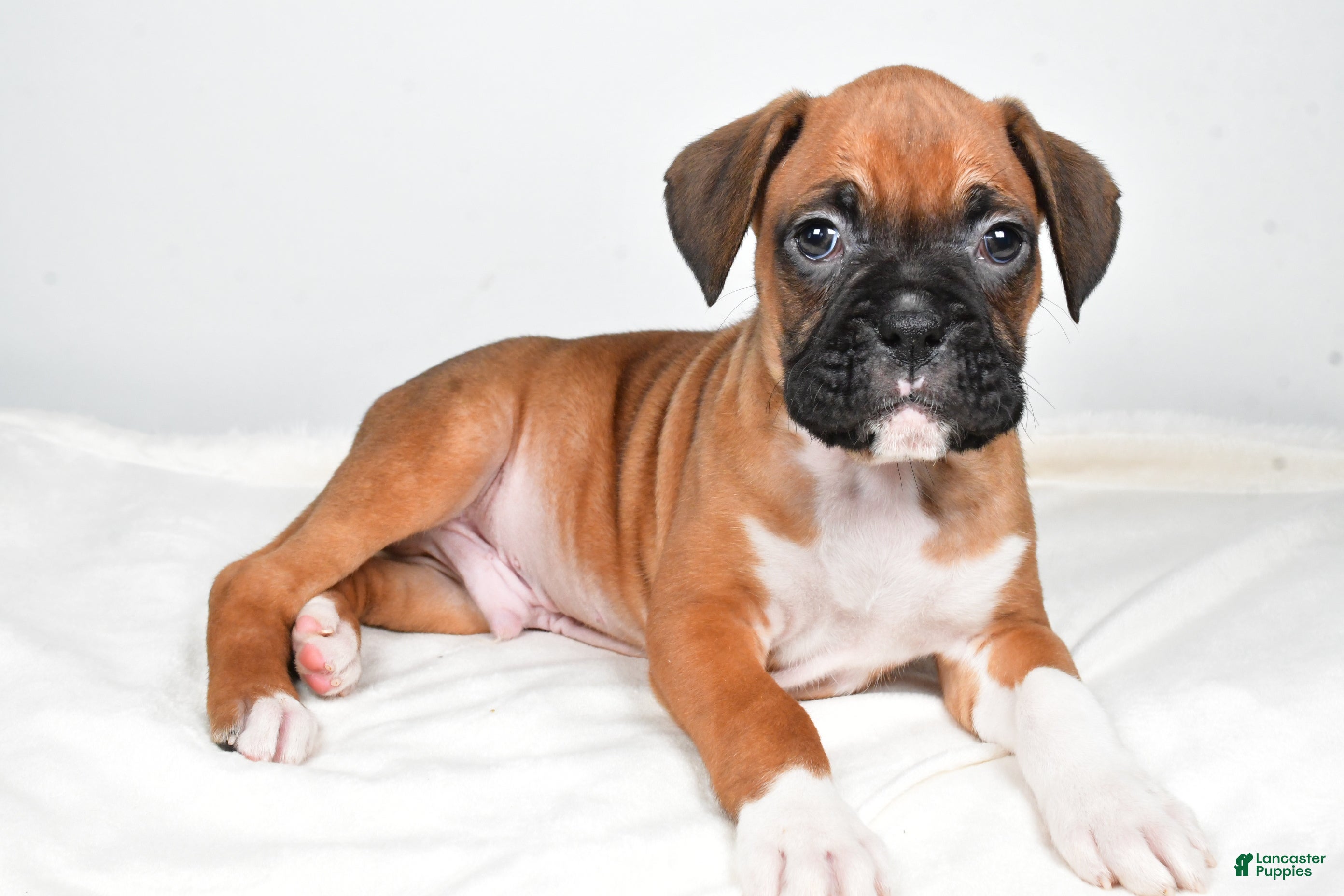 Boxer dogs Tyson - Ad 2