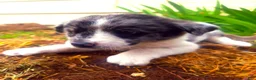 Mixed Breed dogs for sale: Puppy 1 - Ad 3