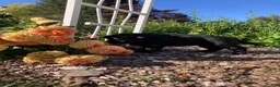 Newfoundland dogs for sale: Sunshine - Ad 4