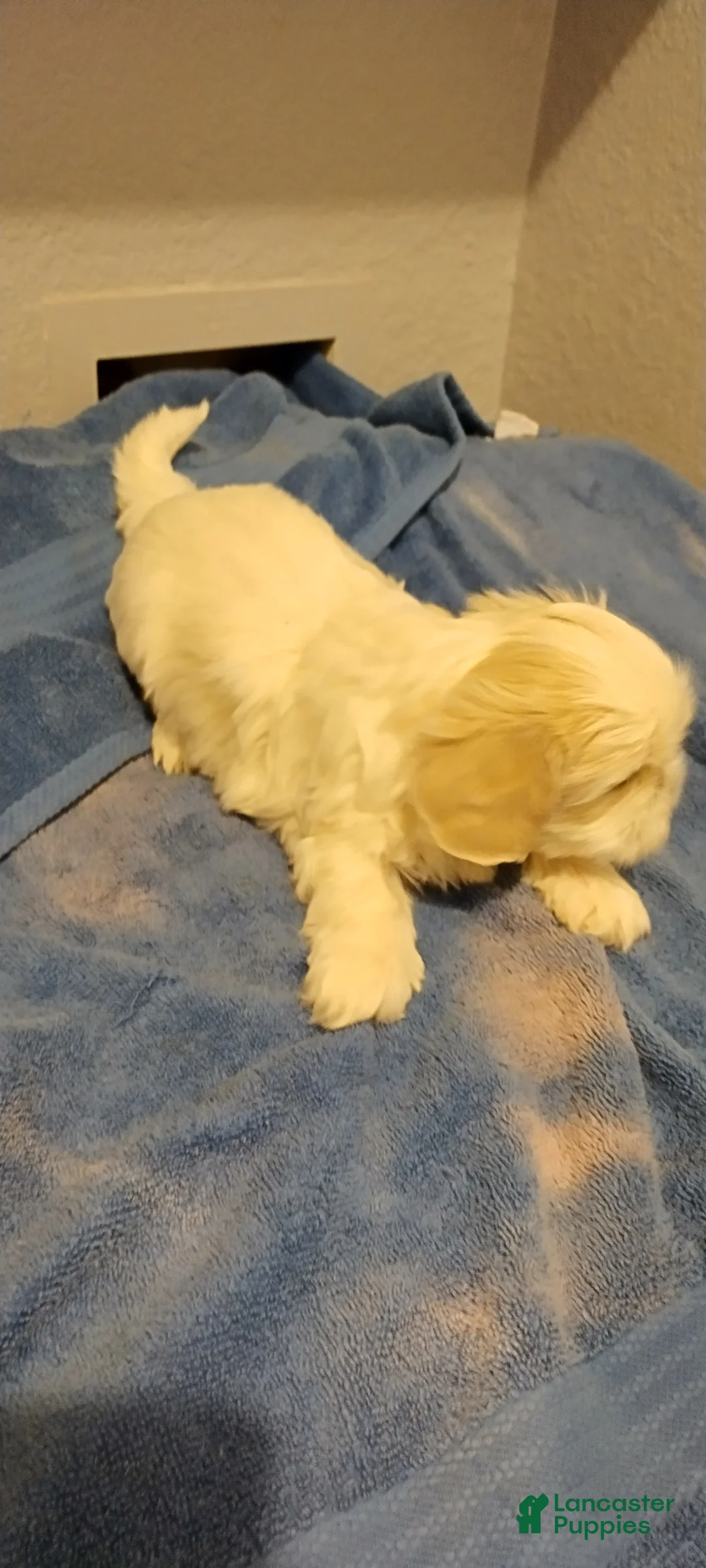 Shih Tzu dogs for sale: Shih Tzu Puppy 5 - Ad 9