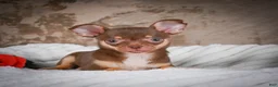 Chihuahua dogs for sale: Laura - Ad 11