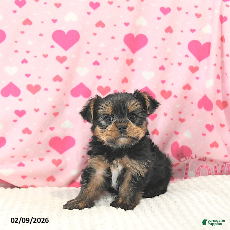 Yorkshire Terrier dogs Baxter HOUSE RAISED - Ad 3
