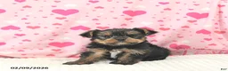 Yorkshire Terrier dogs for sale: Baxter HOUSE RAISED - Ad 7