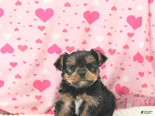 Yorkshire Terrier dogs Baxter HOUSE RAISED - Ad 3