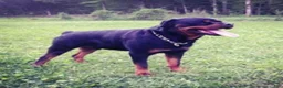Rottweiler dogs for sale: Rottweiler Puppy 3 - Ad 25