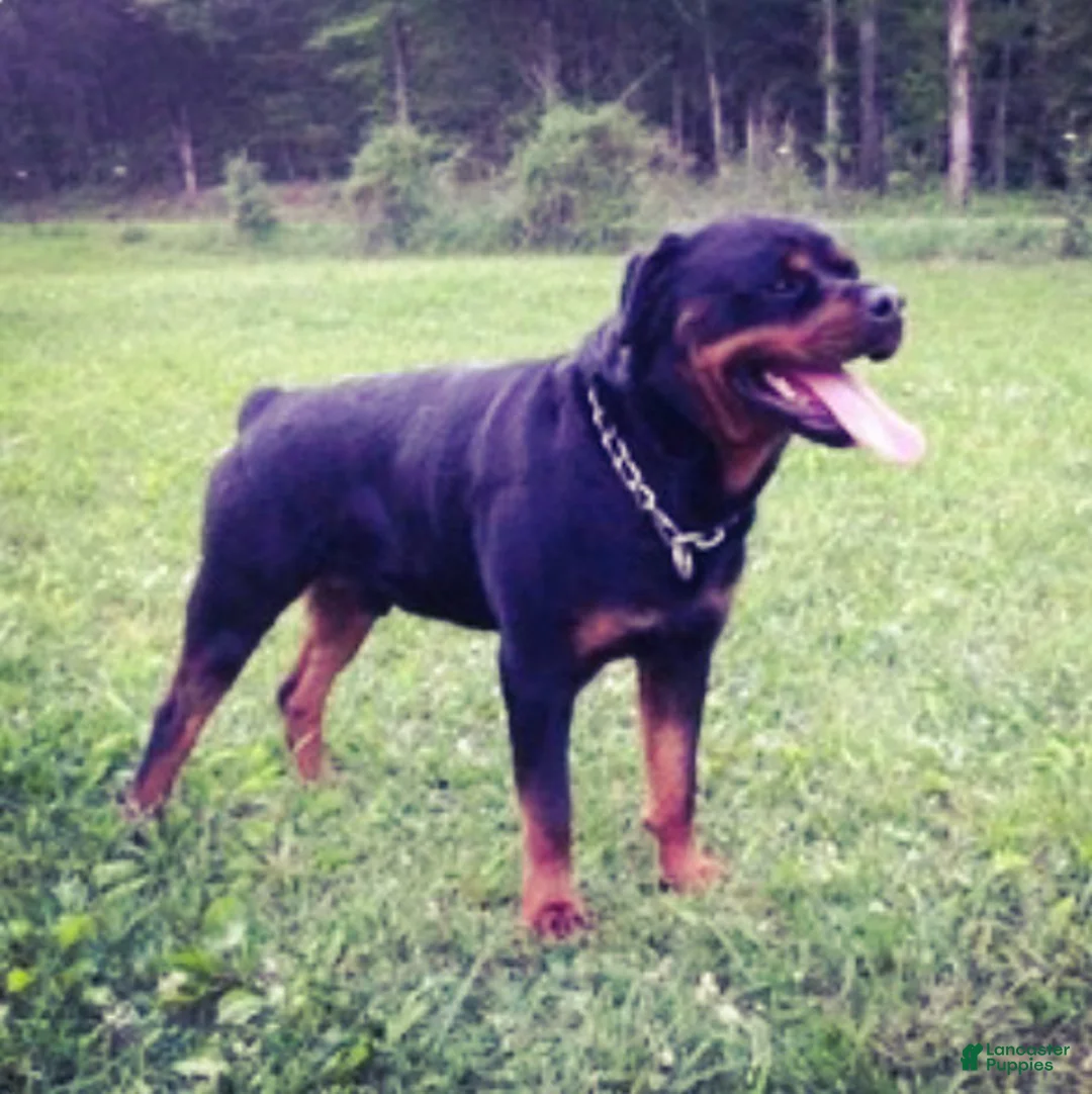 Rottweiler dogs for sale: Rottweiler Puppy 3 - Ad 25