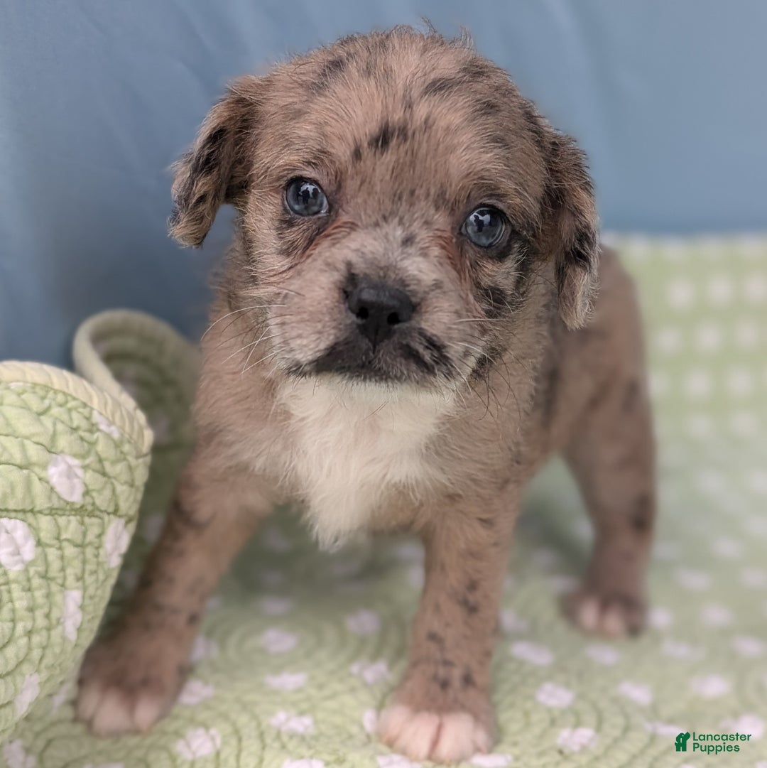 Mixed Breed dogs for sale: Princess - Ad 8