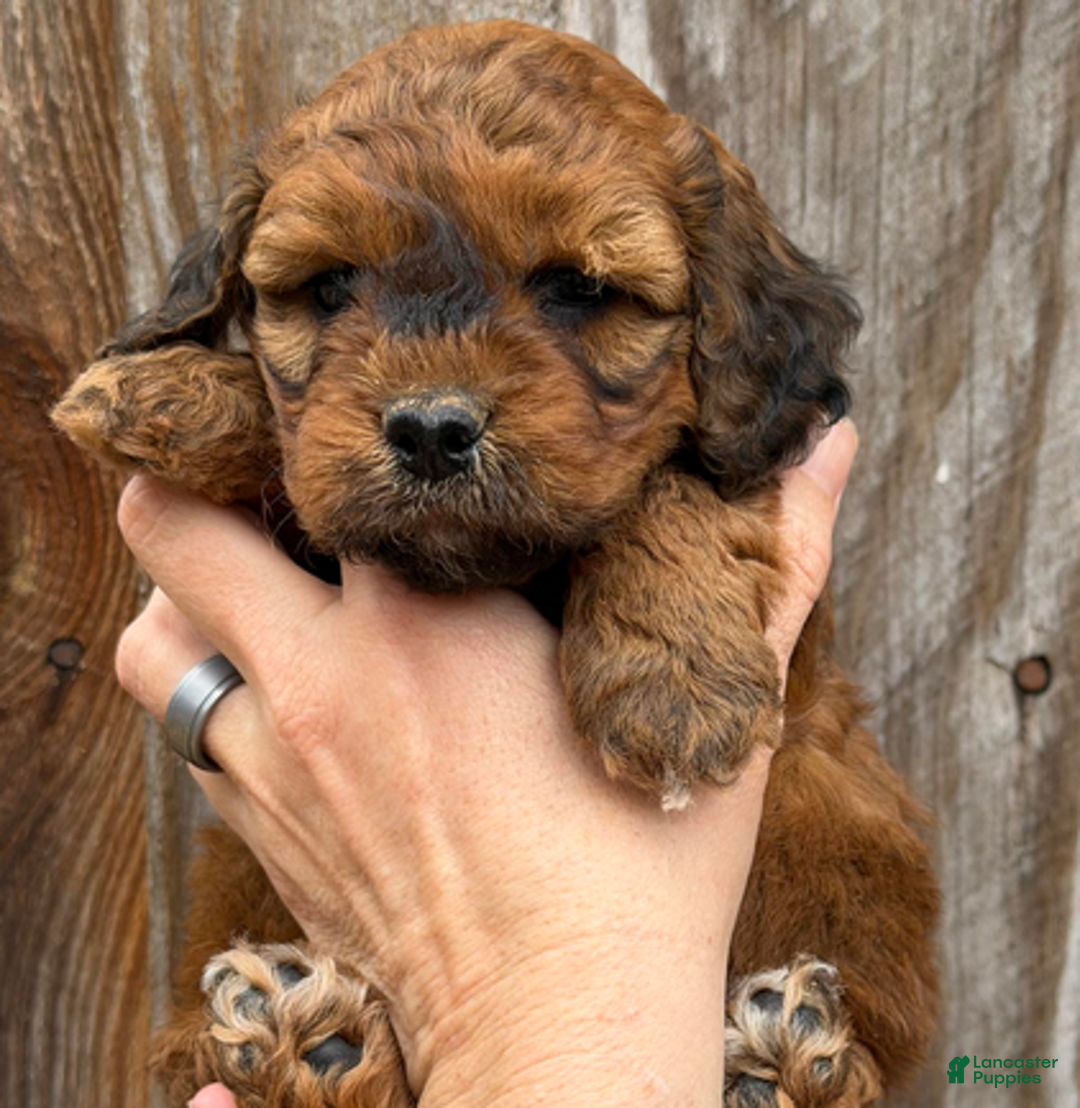 Goldendoodle dogs for sale: Purple Collar Girl - Ad 4