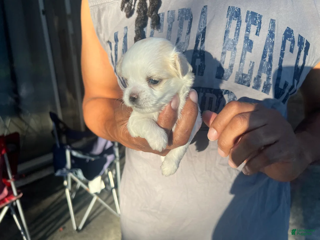 Chihuahua dogs for sale: Male White w/ Light Brown Markings Chihuahua 3 - Ad 2