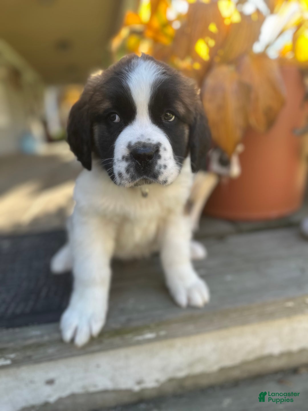 Saint Bernard dogs for sale: Georgia  - Ad 6