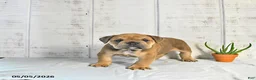 English Bulldog dogs for sale: Carmel - Ad 3