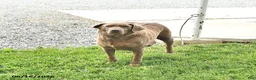 Labrador Retriever dogs for sale: River - Ad 6