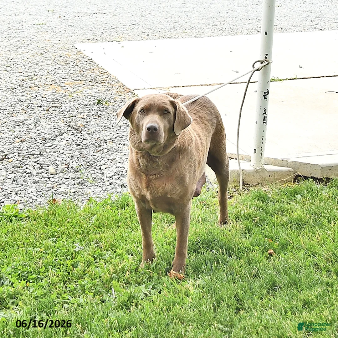 Labrador Retriever dogs for sale: River - Ad 6
