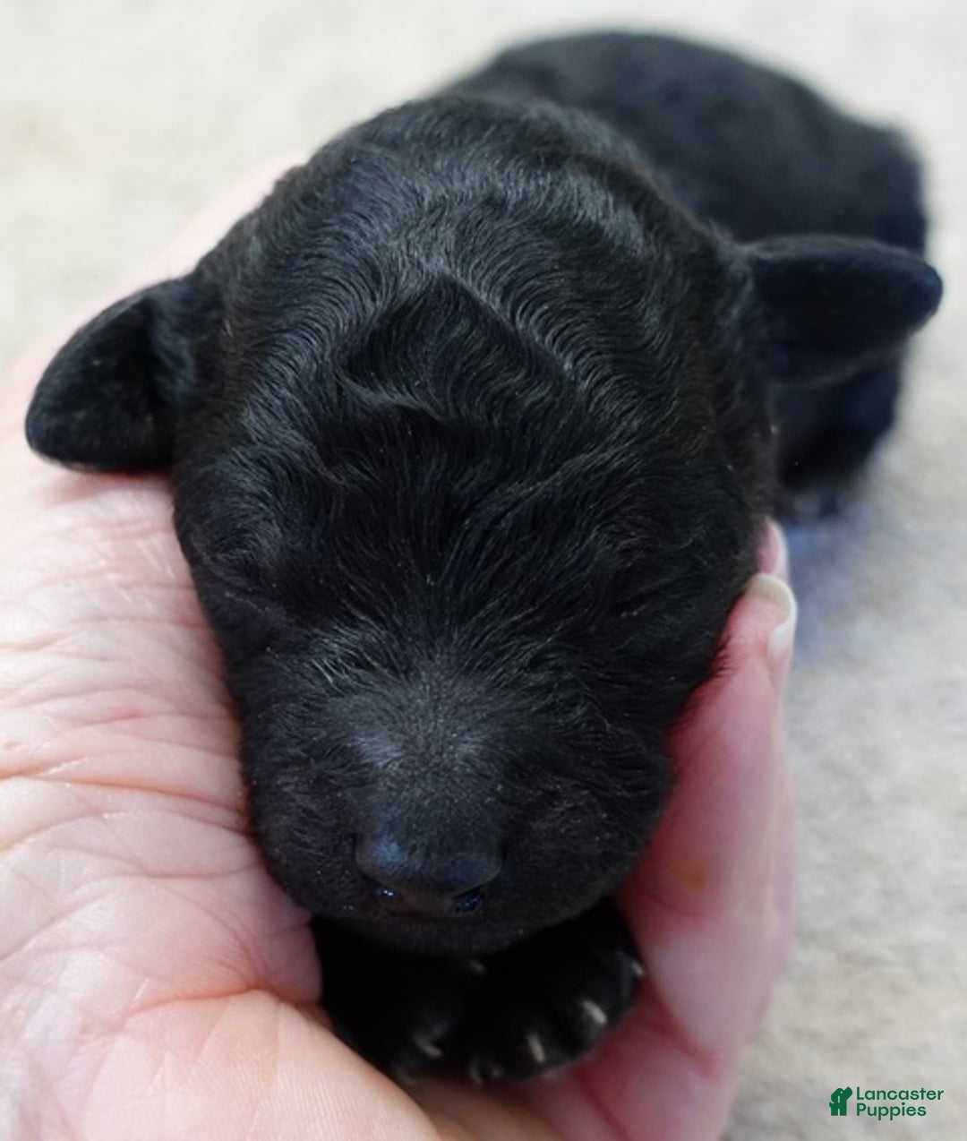 Toy Poodle dogs for sale: Kaida solid black - Ad 8