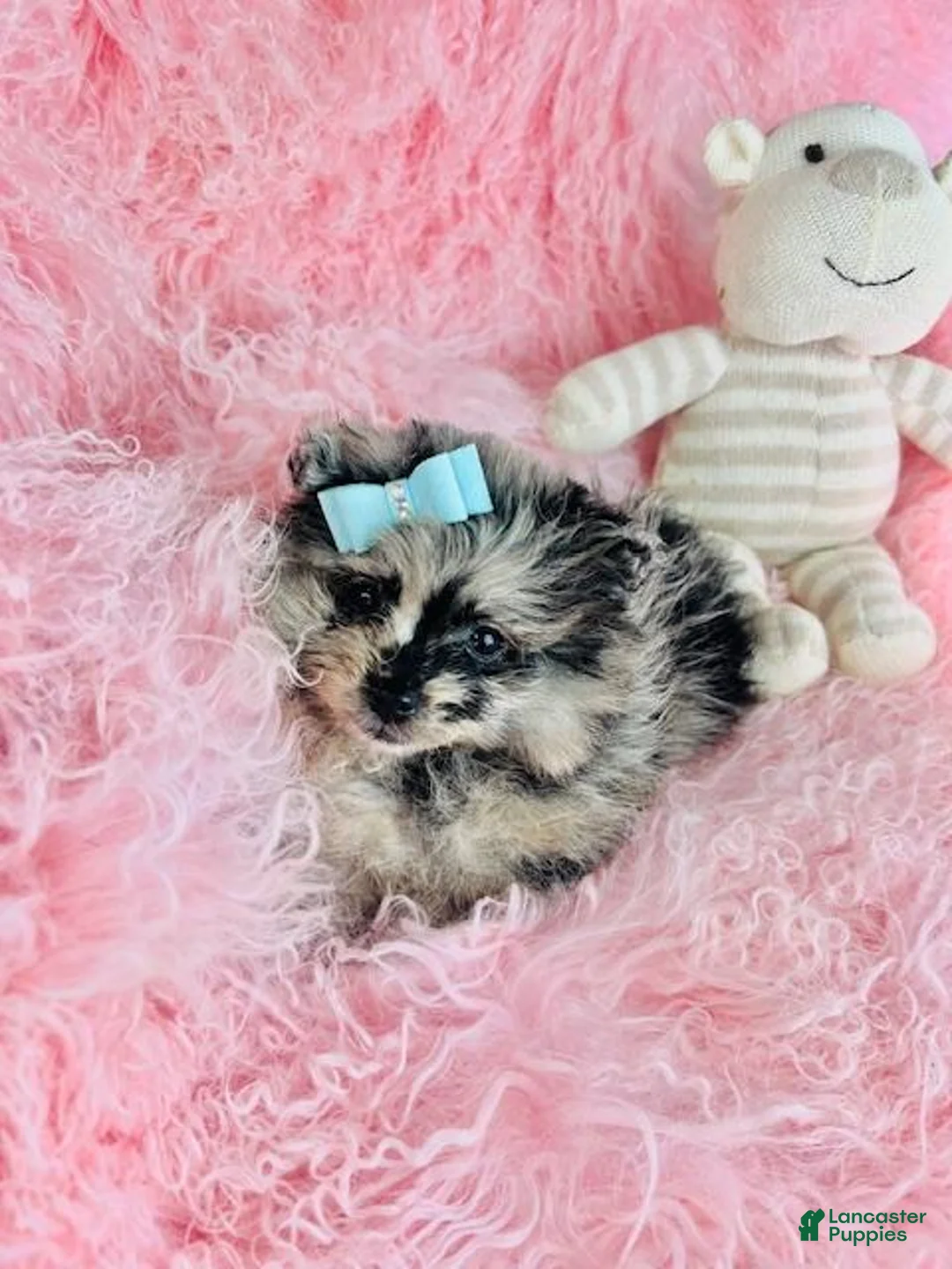 Pomeranian dogs for sale: Pomeranian Puppy 1 - Ad 5