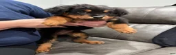 Rottweiler dogs for sale: Rottweiler 1 - Ad 1