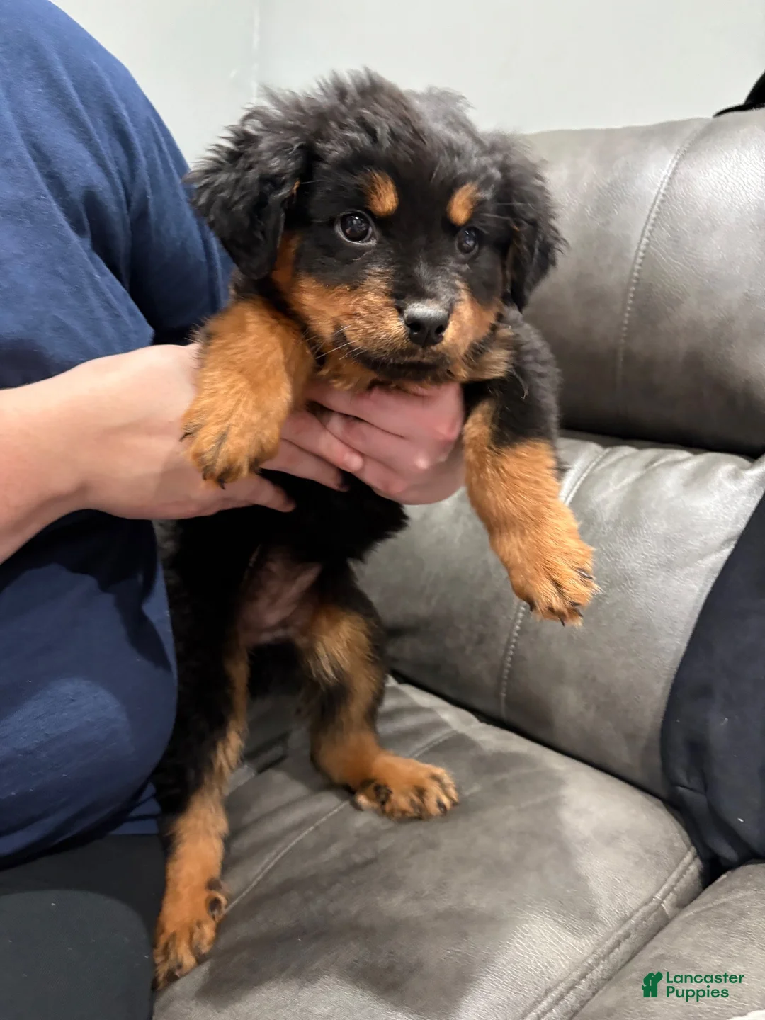 Rottweiler dogs for sale: Rottweiler 1 - Ad 1