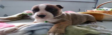 Boxer Puppy 1 Brutis