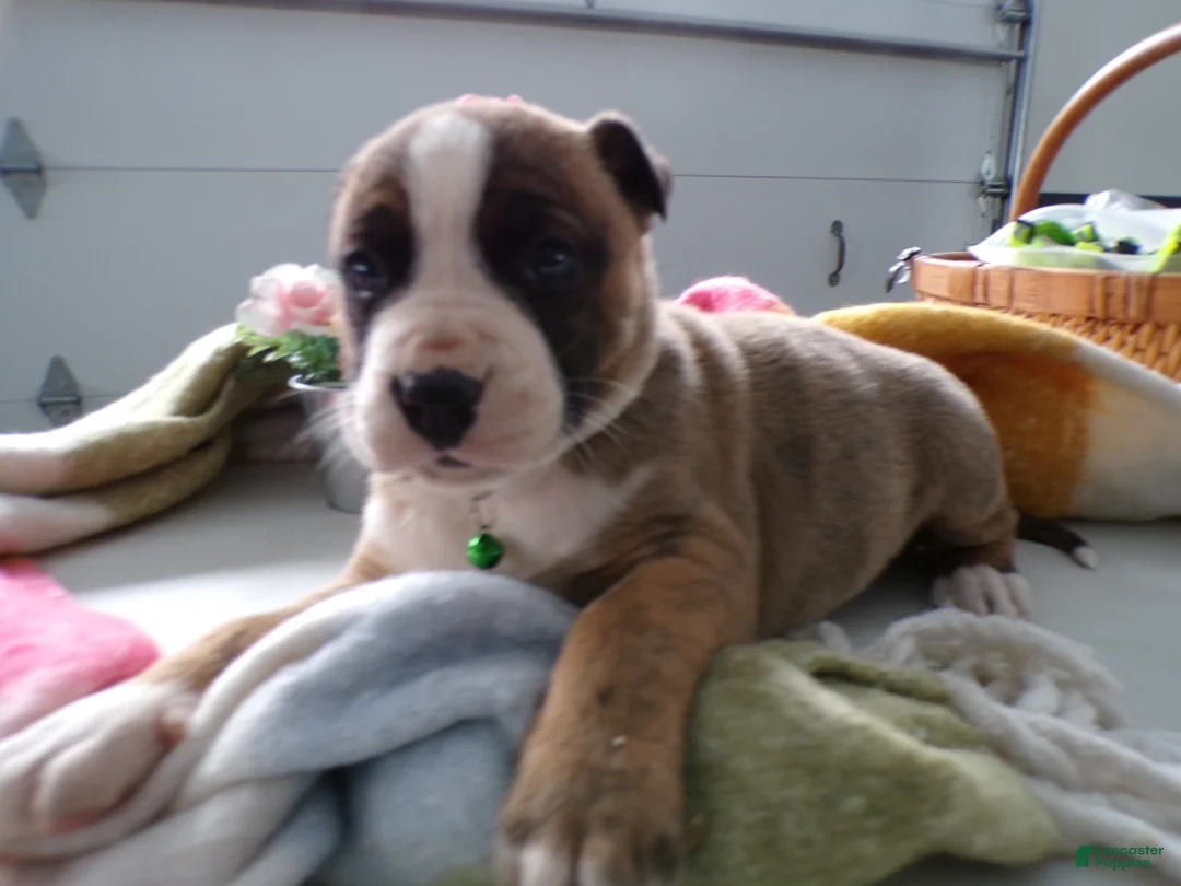 Boxer dogs for sale: Boxer Puppy 1 Brutis - Ad 1