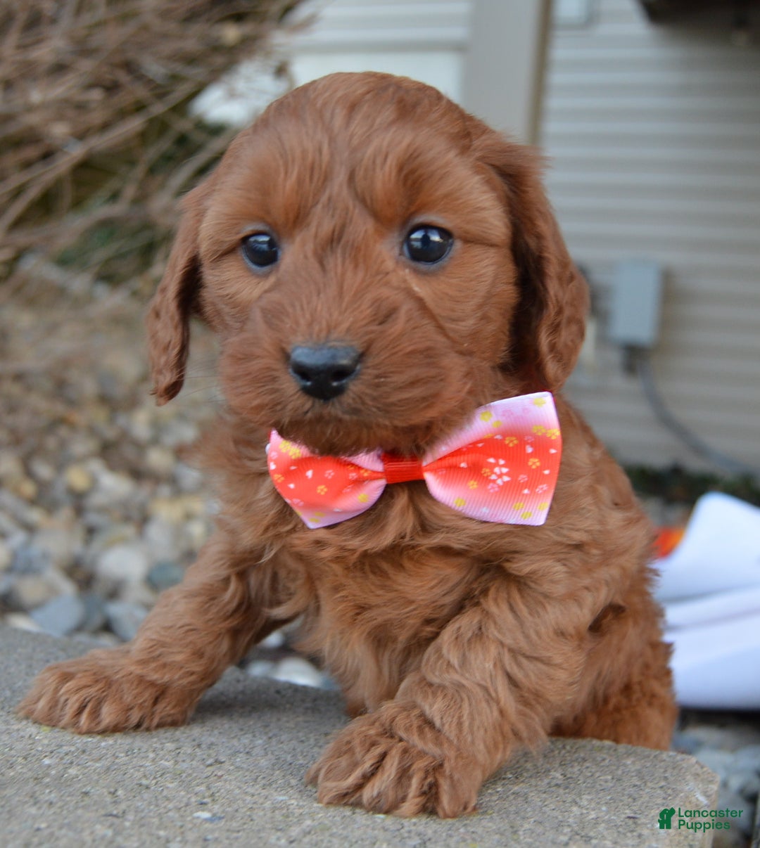 Cockapoo dogs for sale: Coco - Ad 2