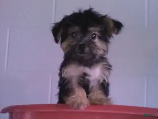 Yorkiepoo dogs Theo - Ad 3
