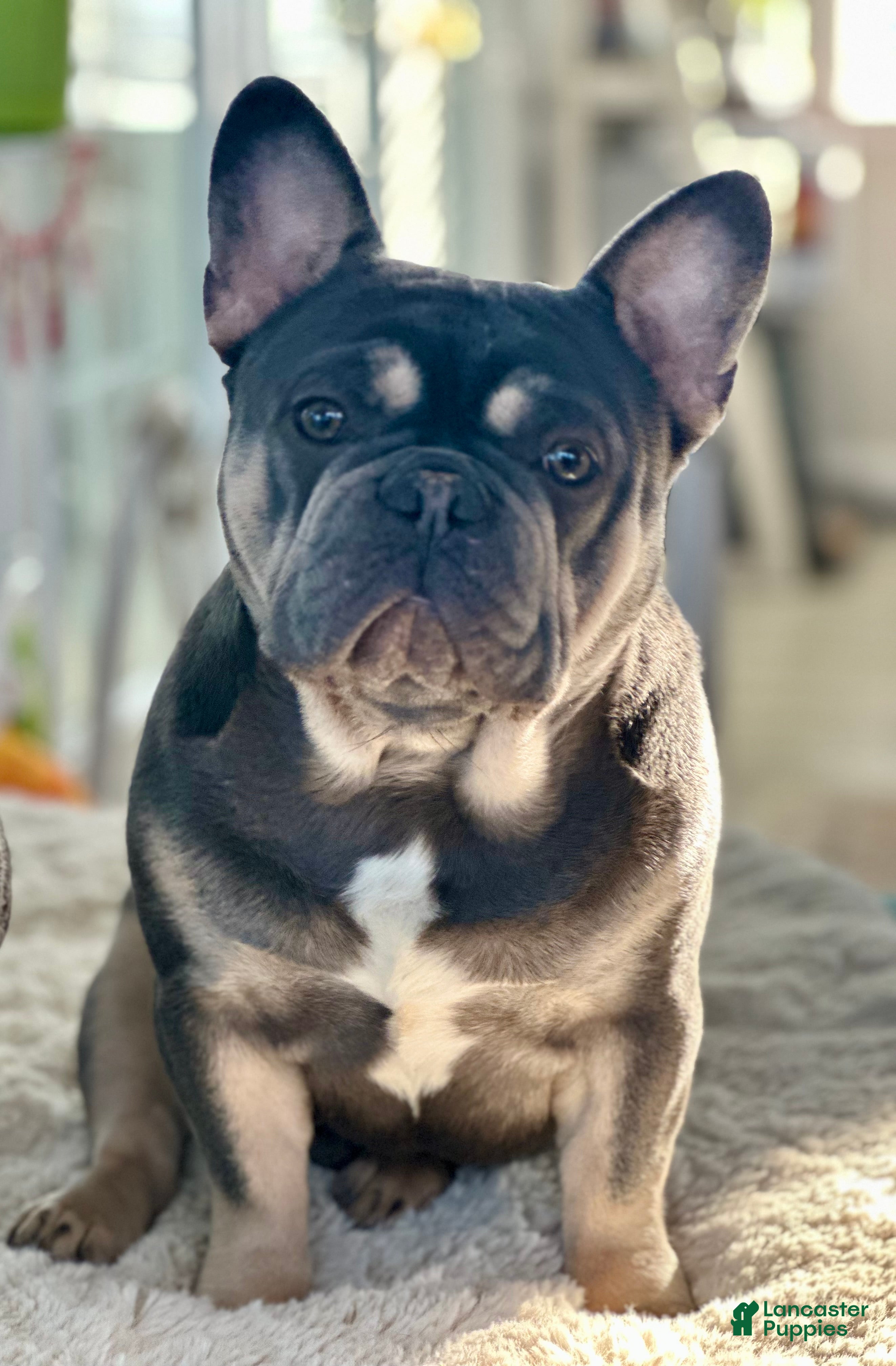 French Bulldog dogs for stud: Bayshorebullies Bullies Zuma - Ad 2