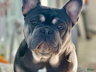 French Bulldog dogs for stud: Bayshorebullies Bullies Zuma - Ad 2