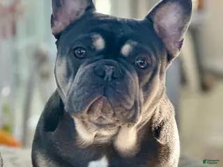 French Bulldog dogs Bayshorebullies Bullies Zuma - Ad 2