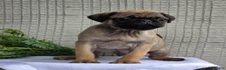 Pug dogs for sale: Baxter - Ad 1