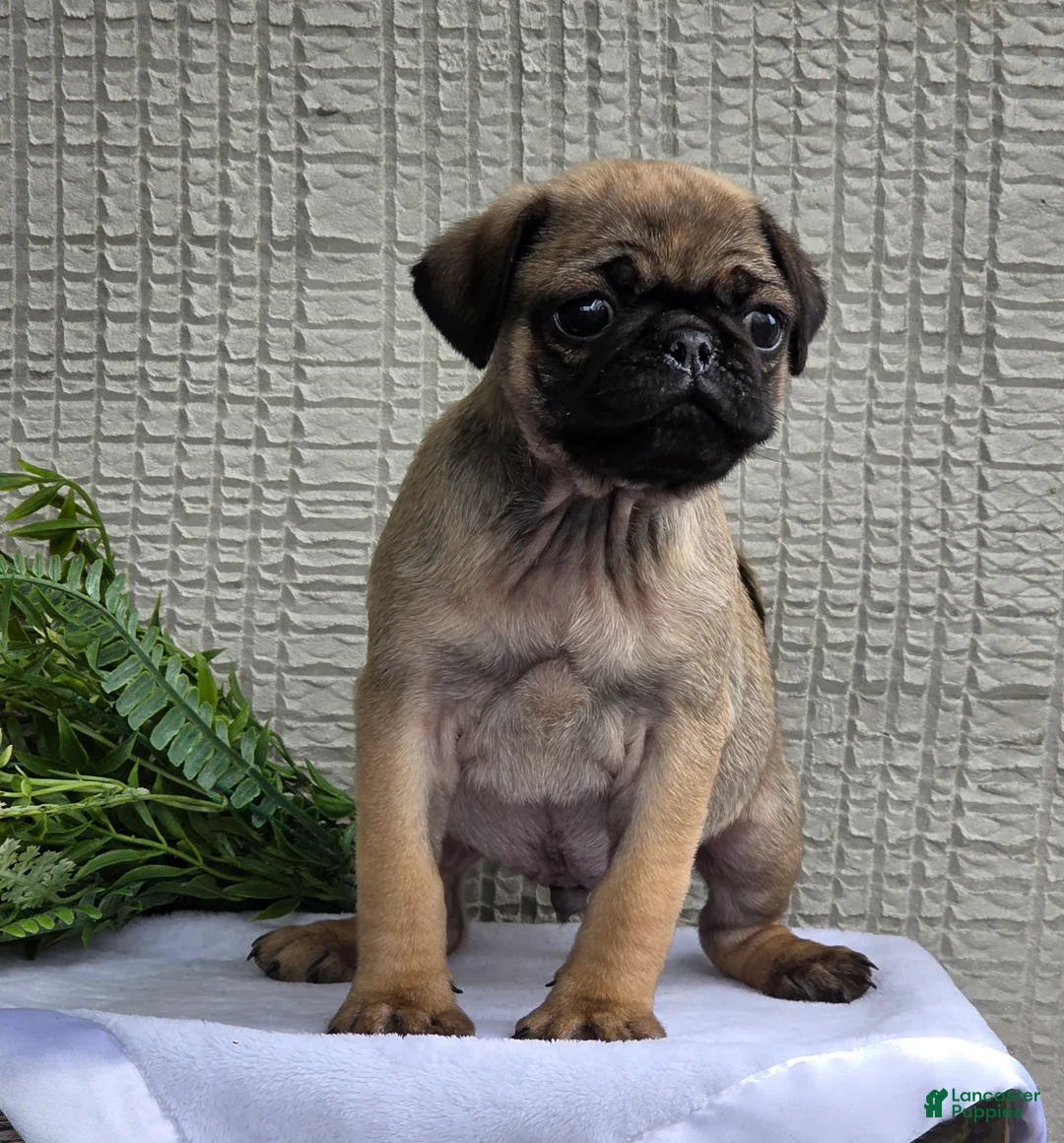 Pug dogs for sale: Baxter - Ad 1