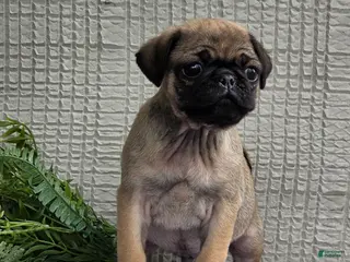 Pug dogs for sale: Baxter - Ad 1